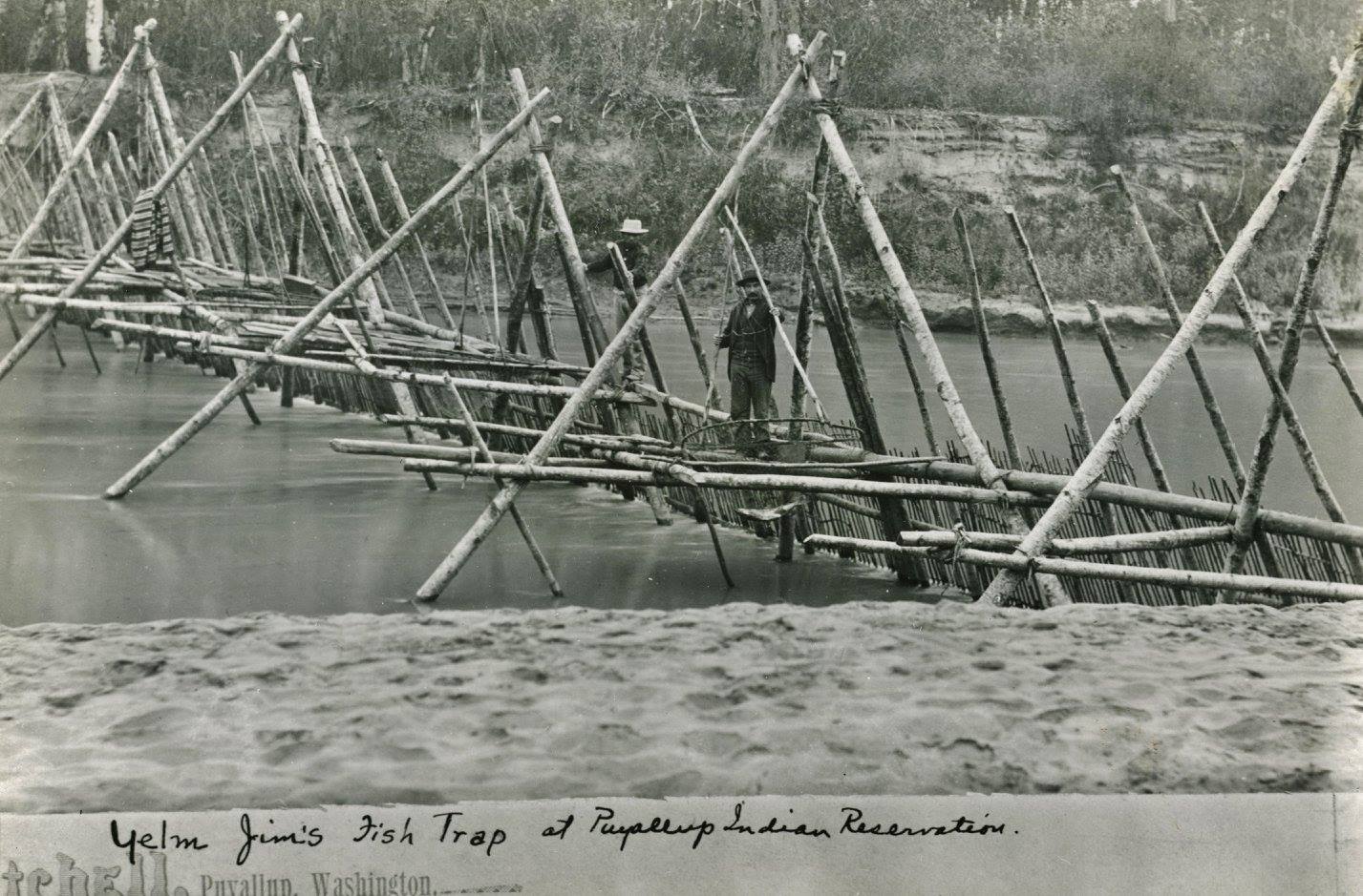 Yelm Jim fish trap